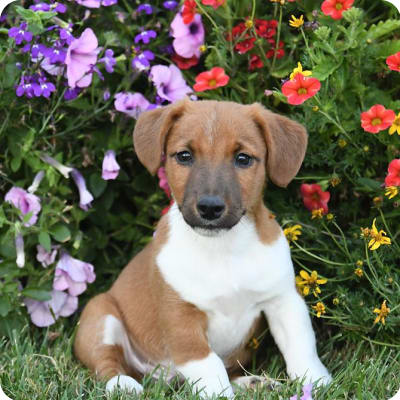 Photo of Jack Russell Terrier