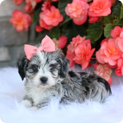 Photo of Mini Aussiedoodle