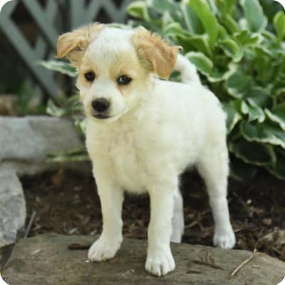 Photo of Rat Terrier