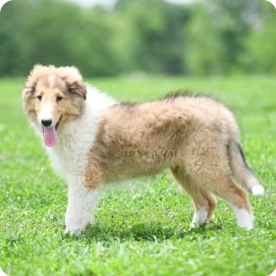 Photo of Collie