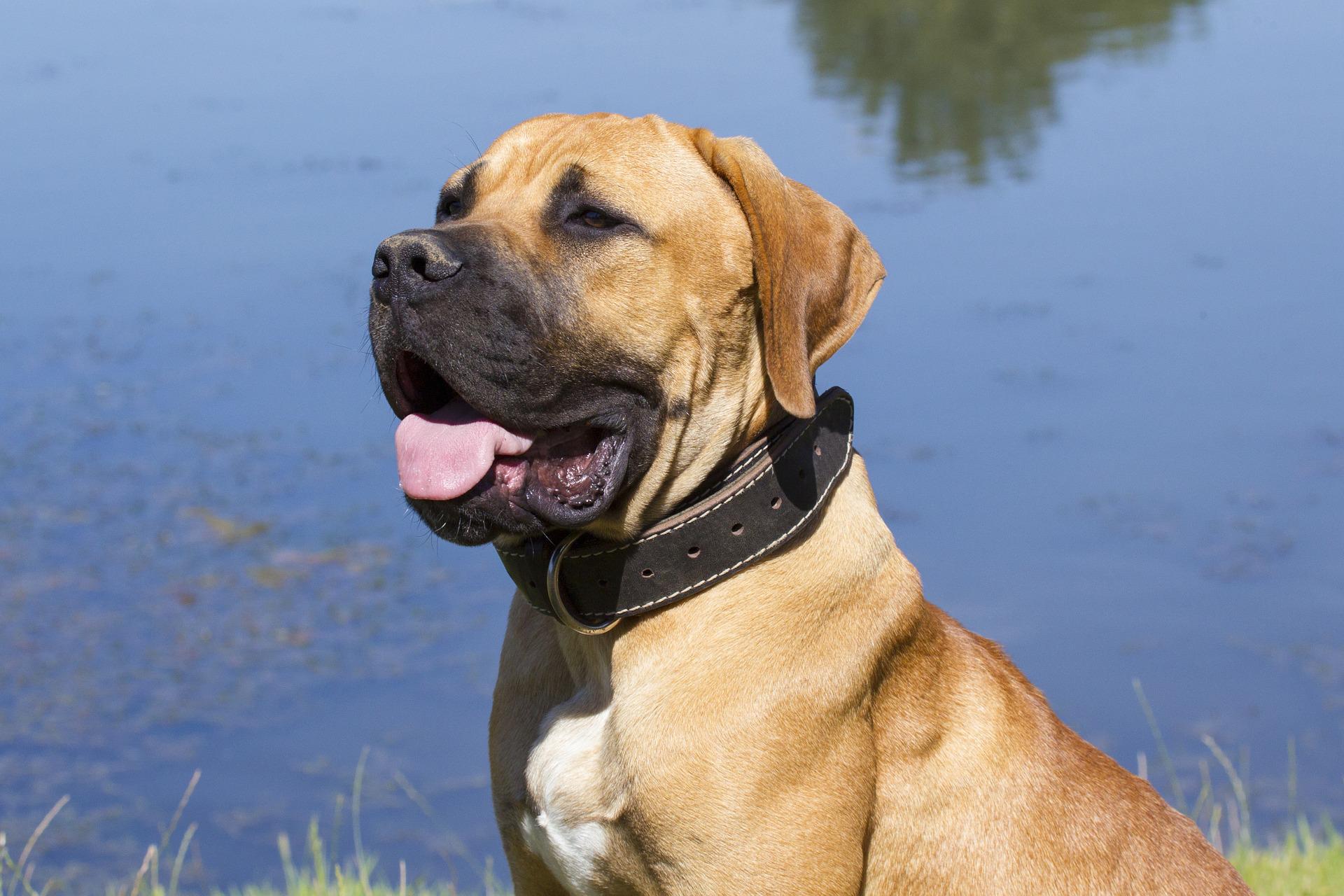 Photo of South African Boerboels