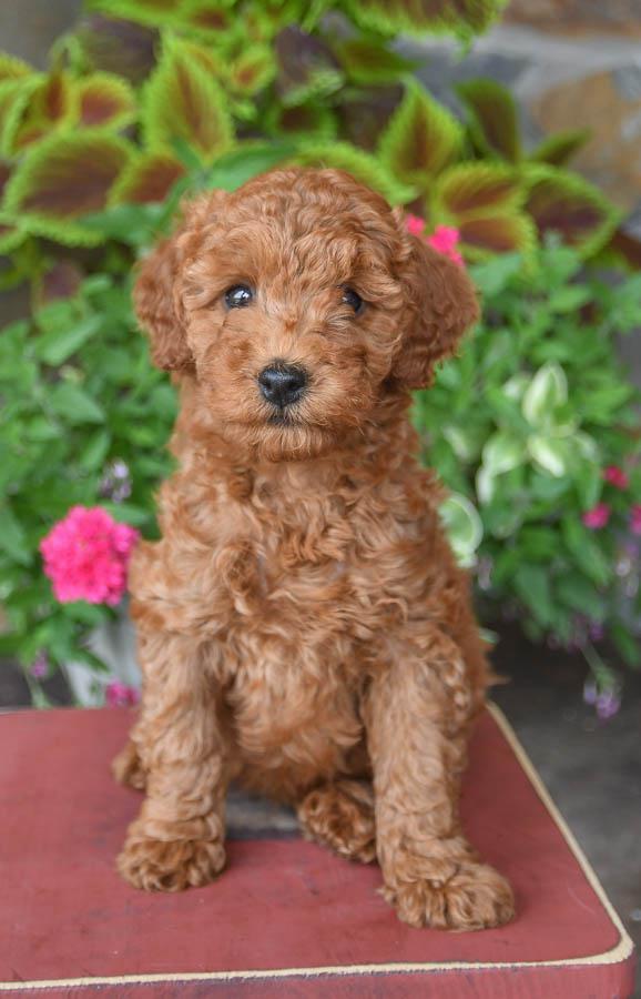 Photo of Miniature Poodle