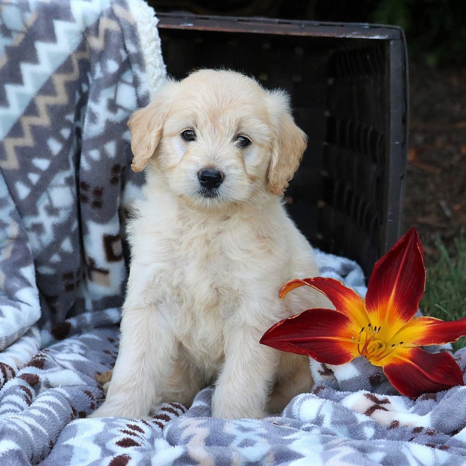 Photo of Mini Goldendoodle