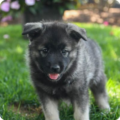 Photo of Norwegian Elkhound