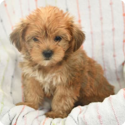 Photo of Shorkie