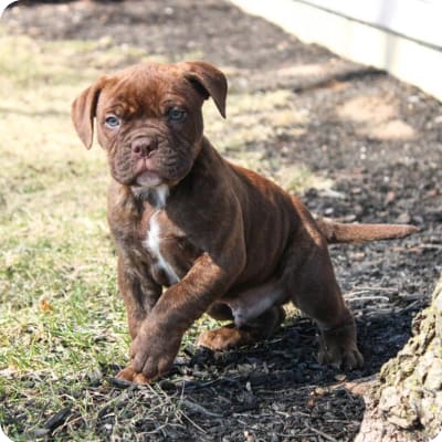 Photo of Alapaha Blue Blood Bulldog