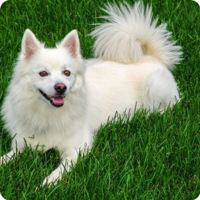 Photo of American Eskimo