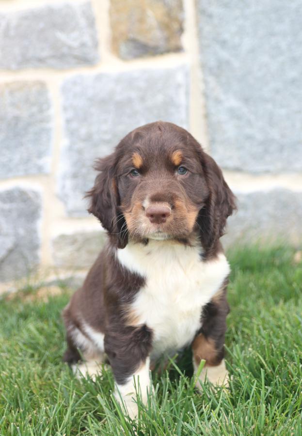 Photo of English Springer Spaniel