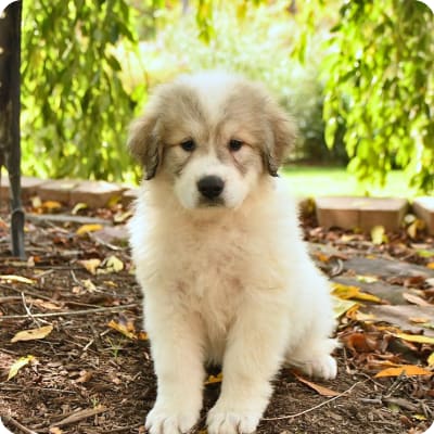 Photo of Great Pyrenees
