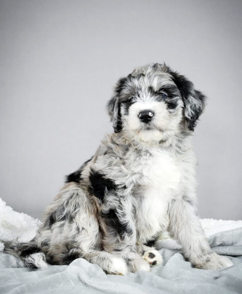 Photo of Mini Sheepadoodle