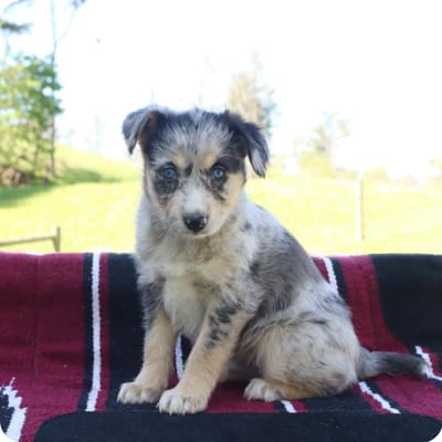 Photo of Huskipoo