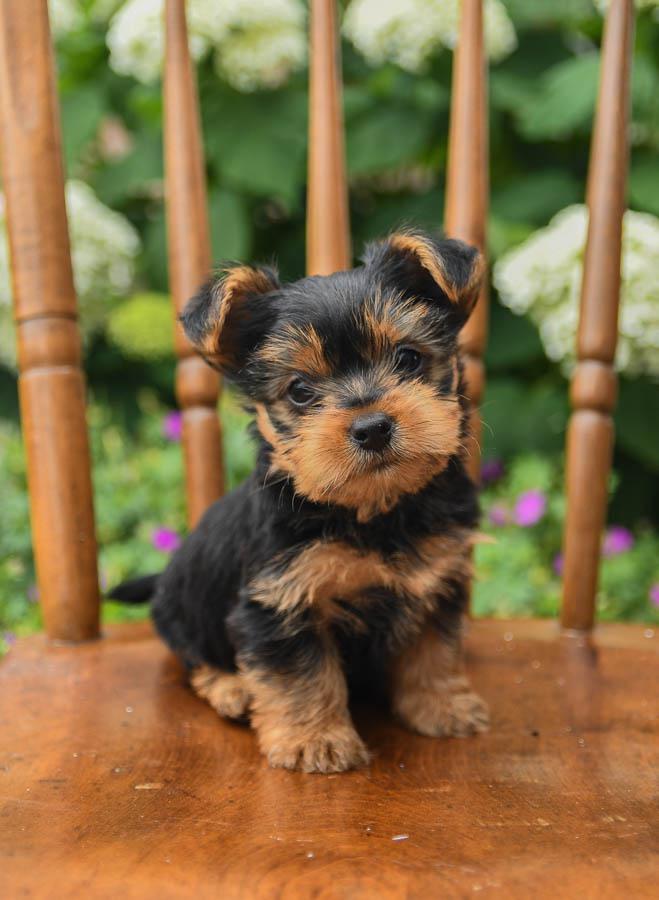Photo of Yorkshire Terrier