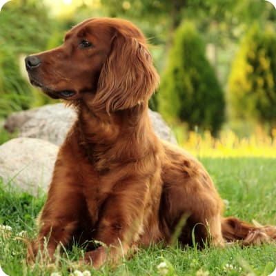 Photo of Irish Setter