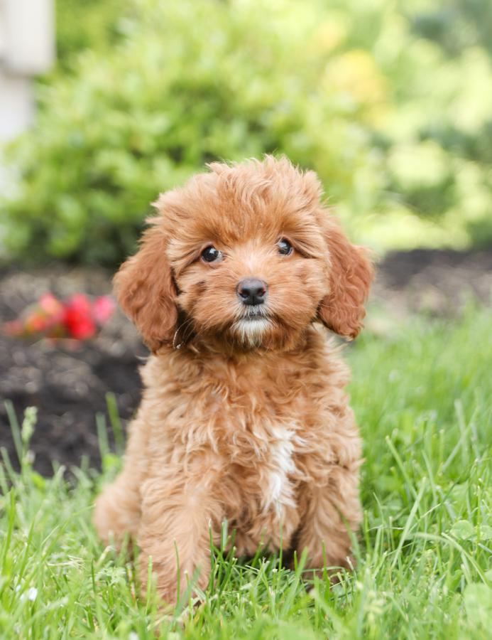 Photo of Cockapoo