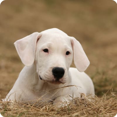 Photo of Dogo Argentino