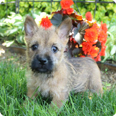 Photo of Cairn Terrier