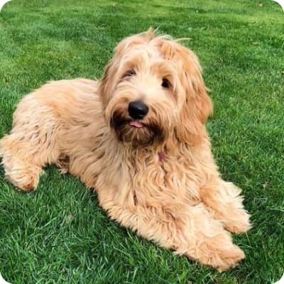 Photo of Australian Labradoodle