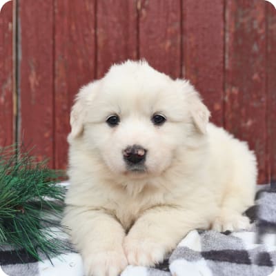 Photo of Great Pyrenees