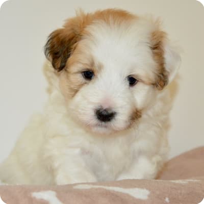 Photo of Coton De Tulear