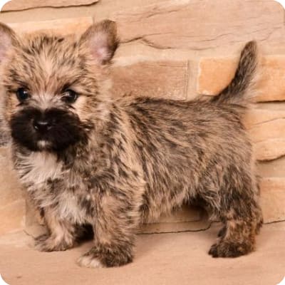 Photo of Cairn Terrier