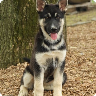 Photo of Gerberian Shepsky