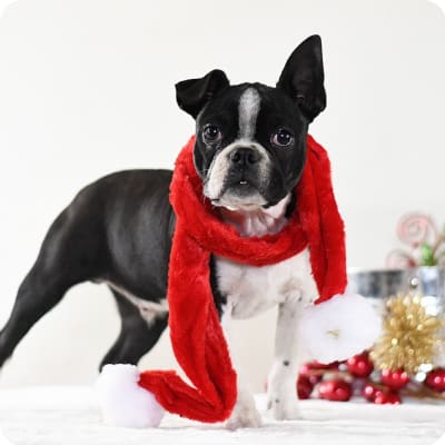 Photo of Boston Terrier