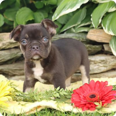 Photo of French Bulldog