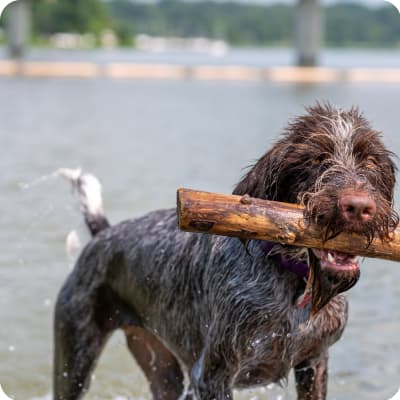 Photo of German Wirehaired Pointer