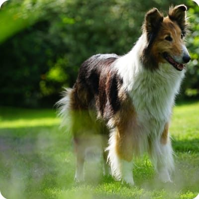 Photo of Scotch Collie