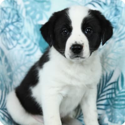 Photo of Border Collie