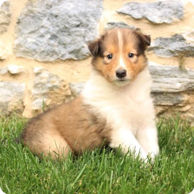 Photo of Collie