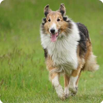 Photo of Scotch Collie