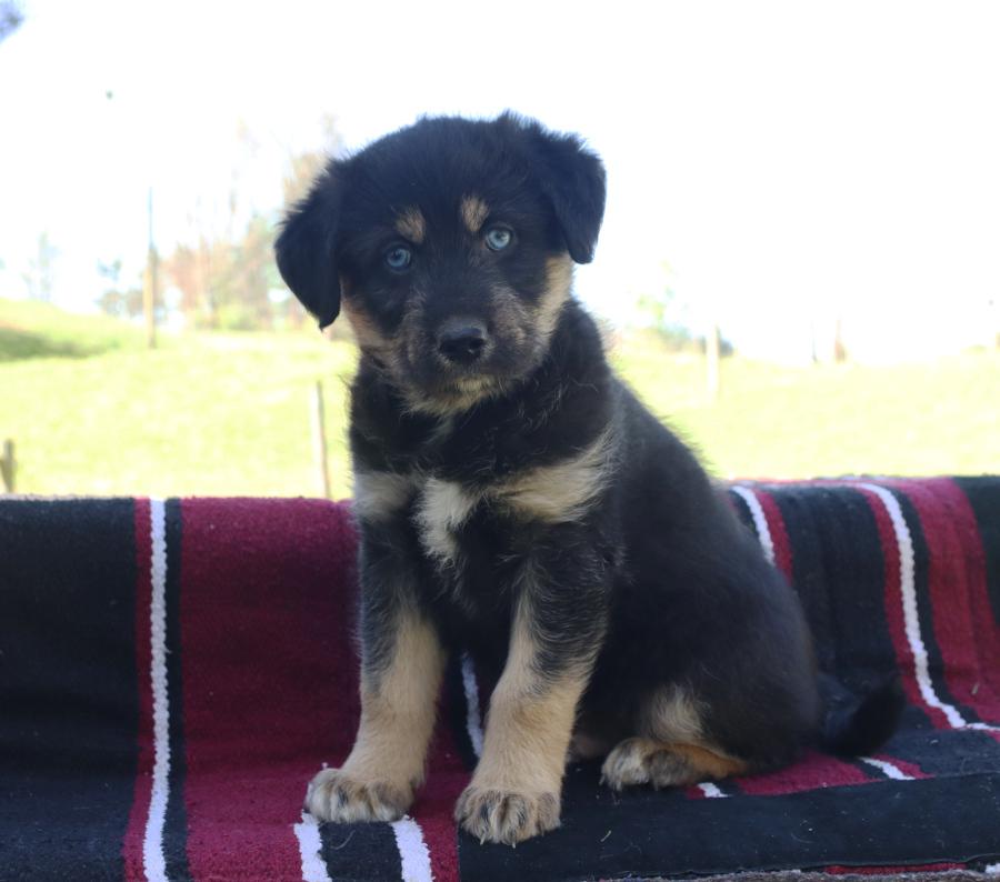 Photo of Huskipoo
