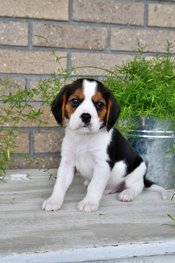 Photo of Beaglier