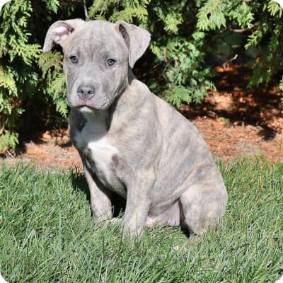 Photo of American Pit Bull Terrier