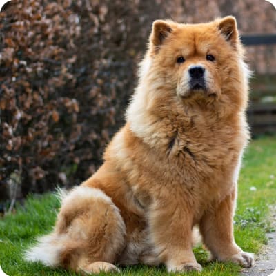 Photo of Chow Chow