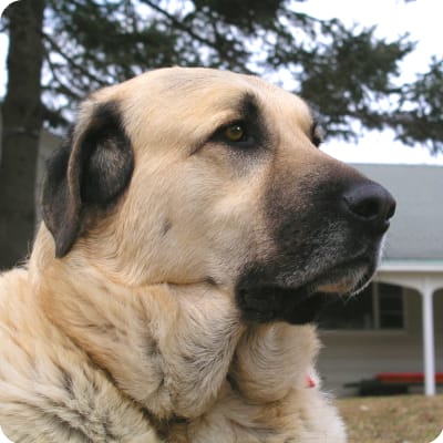 Photo of Anatolian Shepherd