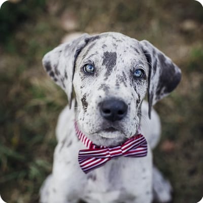 Photo of Great Dane