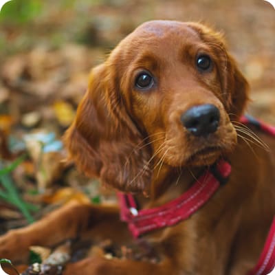 Photo of Irish Setter