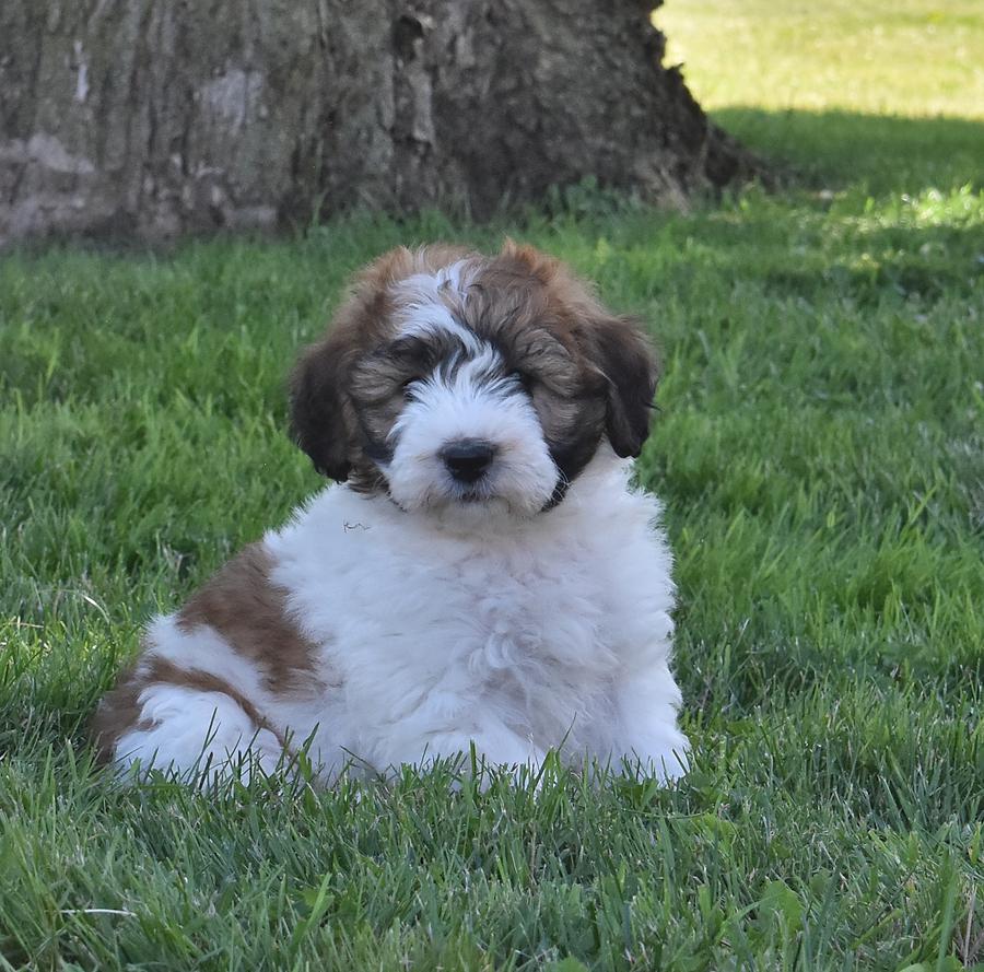 Photo of Saint Berdoodles