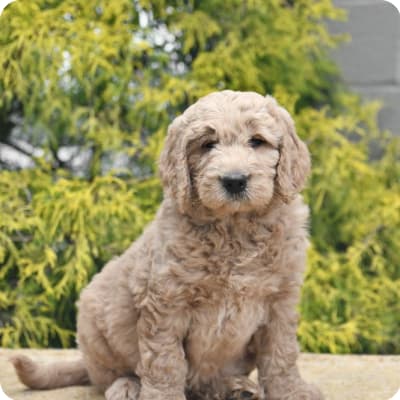 Photo of Goldendoodle