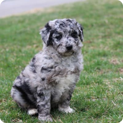 Photo of Mini Aussiedoodle