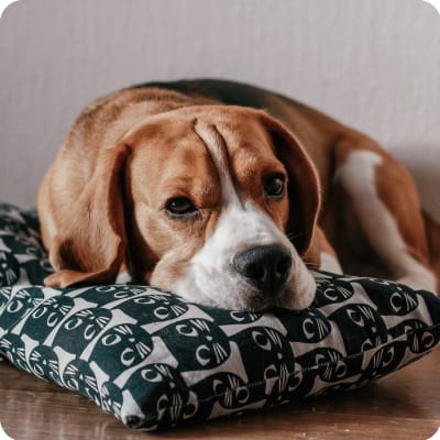 Photo of Beagle
