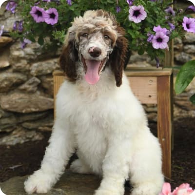 Photo of Standard Poodle