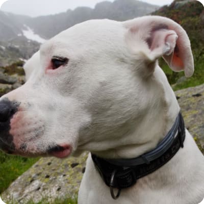 Photo of Dogo Argentino