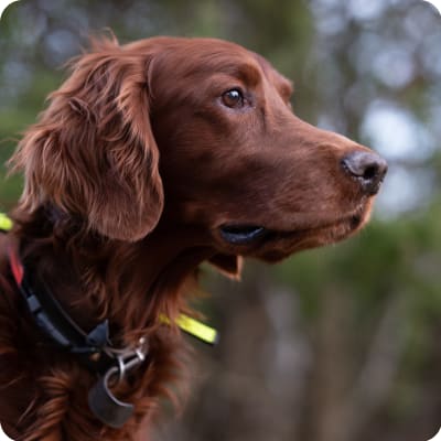 Photo of Irish Setter
