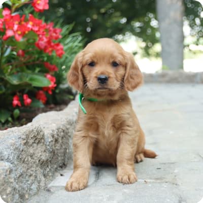 Photo of Miniature Golden Retriever