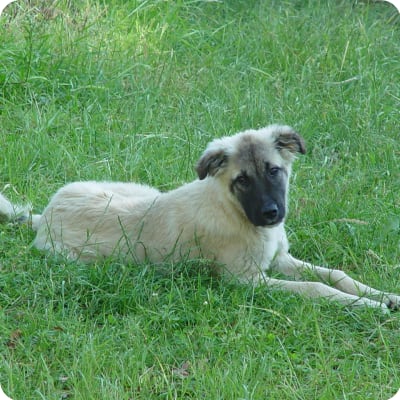 Photo of Anatolian Shepherd