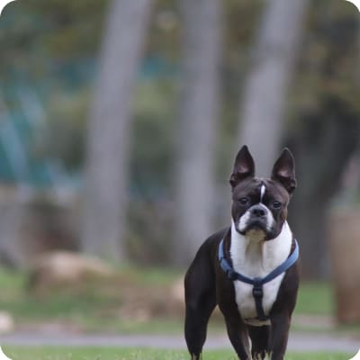 Photo of Boston Terrier