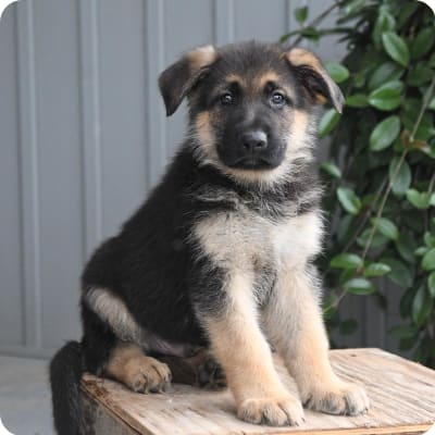Photo of German Shepherd